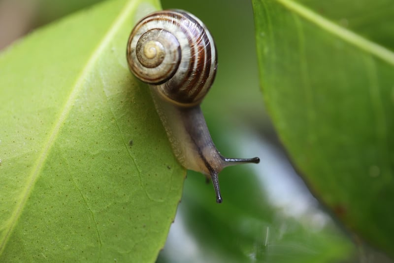 Herb Spiral
